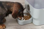 A small wiry-haired dog eats dry kibble from a bowl attached to an automatic pet feeder nearby.