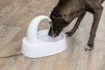 Dog drinking water from a white automatic pet fountain on a wood floor, stream curling into the bowl.