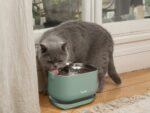 Gray cat drinking from a mint green pet water fountain on a wooden floor by a window/curtain.